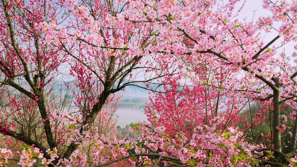 四川崇州：乡村红梅盛开漫山遍野