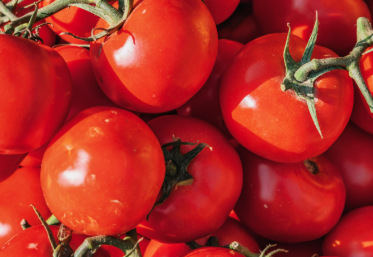 春节前西红柿价格仍将维持高位