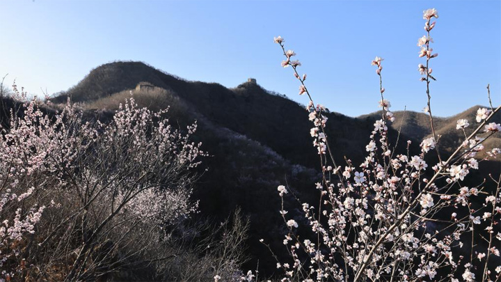 春到长城 山花烂漫