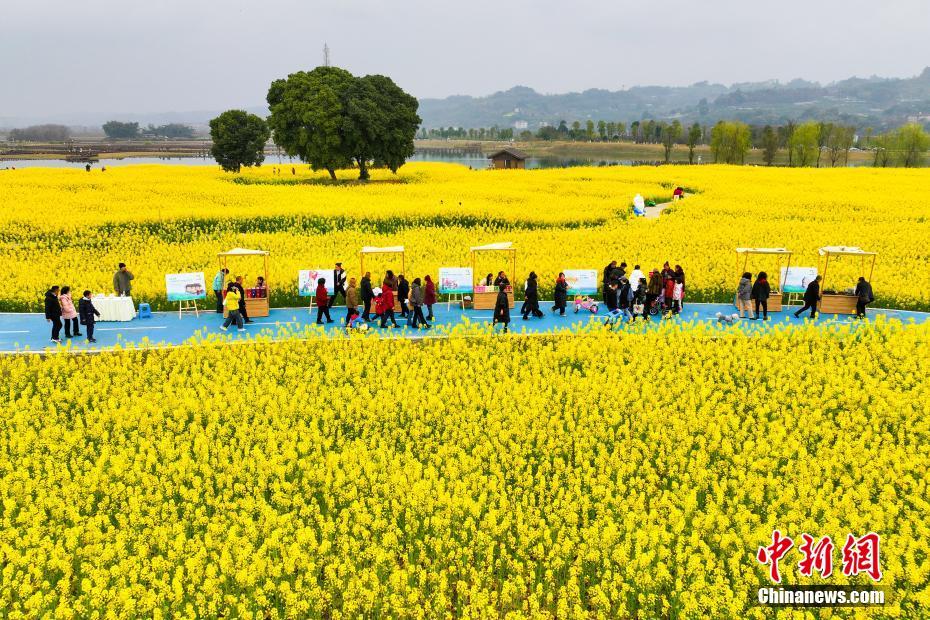 四川眉山油菜花盛开民众赏花踏春