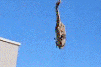 以军“黑鹰”直升机在空中吊挂作业时坠落