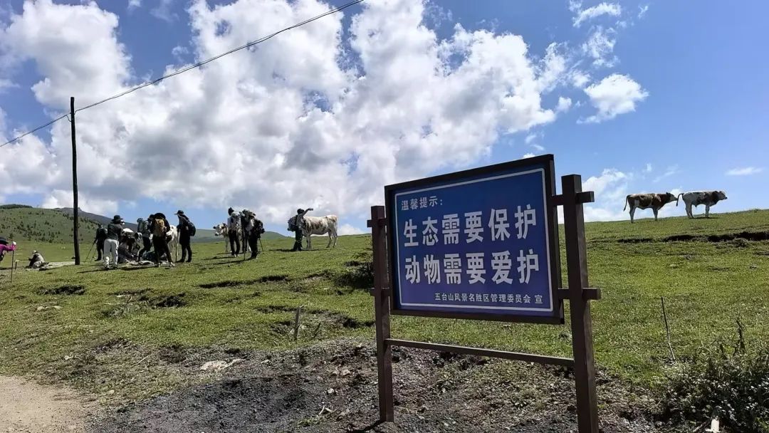 游客喂牛牛肉干、敲打牛屁股遭牛群“踩踏”？景区最新回应！插图2