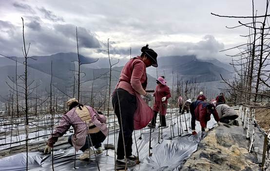 四川茂县：羌山育好“金苗” 果业铺就振兴路