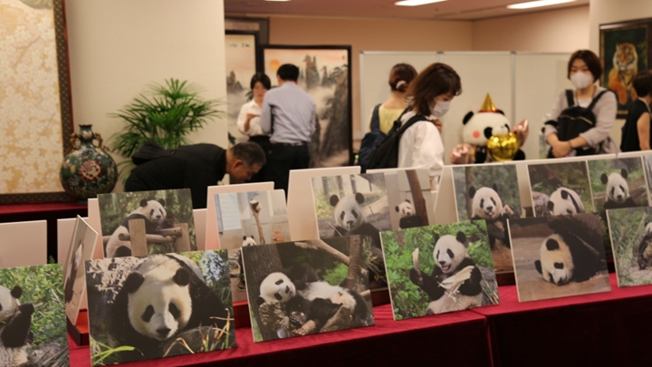 中国大熊猫“香香”生日会在东京举办