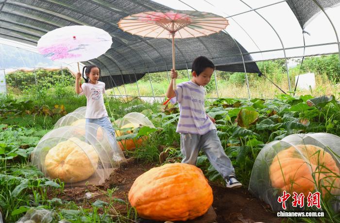 7月24日，多个巨型南瓜吸引小朋友。近日，浙江宁波宁海一家农场培育出多个航天育种品种的巨型南瓜，最重达到300斤左右。管水红 摄