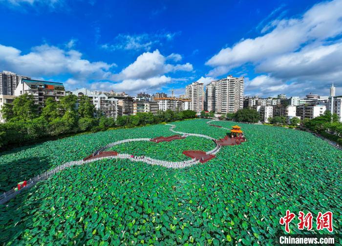 广西梧州：盛夏荷香引客来插图4