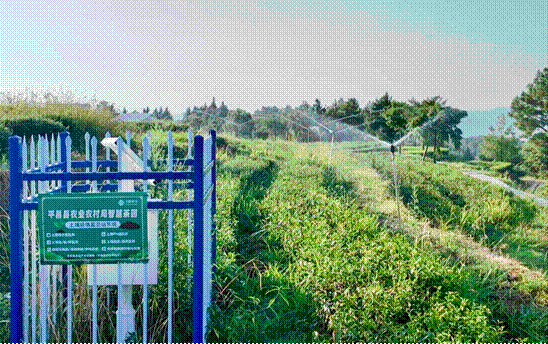 从“汗水农业”到“数据种养”：四川平昌“两叶”点亮秦巴山区智慧农业