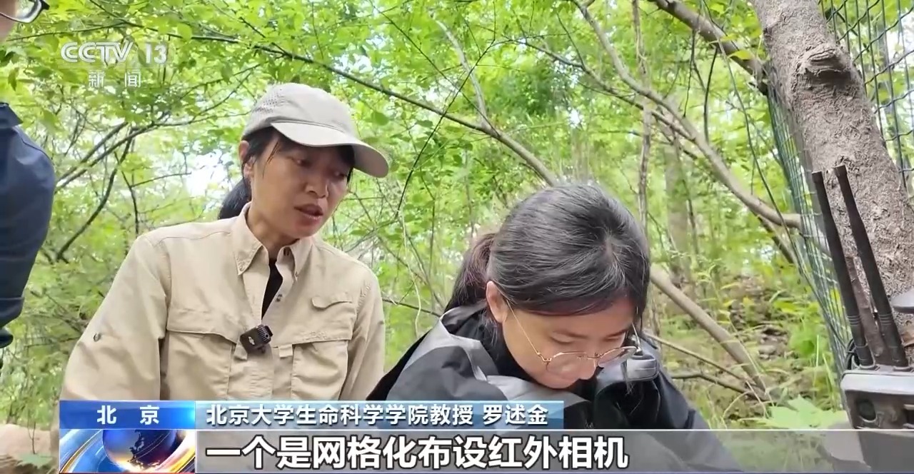 豹猫在北京如何生活？记者探访西山林场