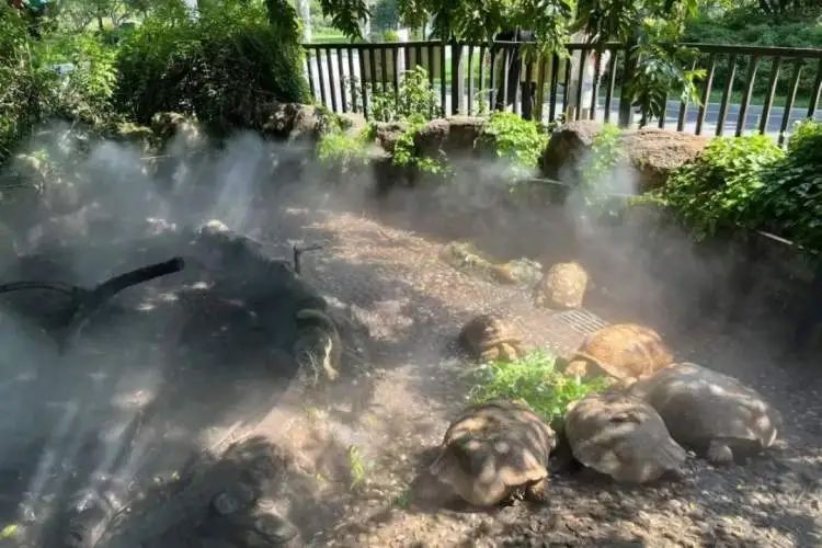 玩水吃瓜、孵空调……烈日炎炎，动物们避暑有“凉”方！插图3