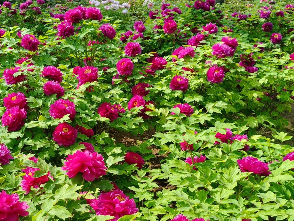 第43届中国洛阳牡丹文化节