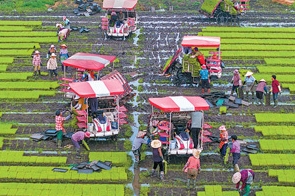 农户在杂交水稻秧田起秧