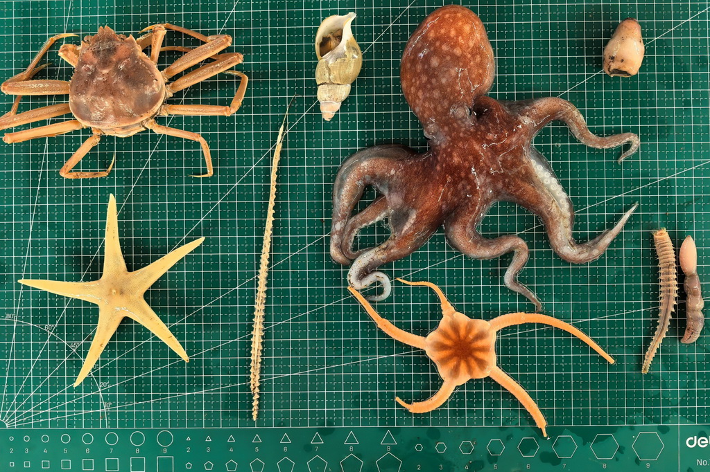 北冰洋底栖动物样品（2025年8月3日摄）。新华社记者 刘诗平 摄