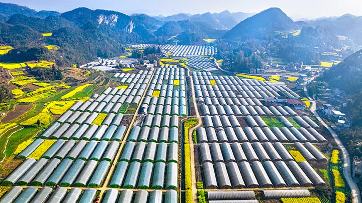 贵州黔西：现代山地特色高效农业助振兴