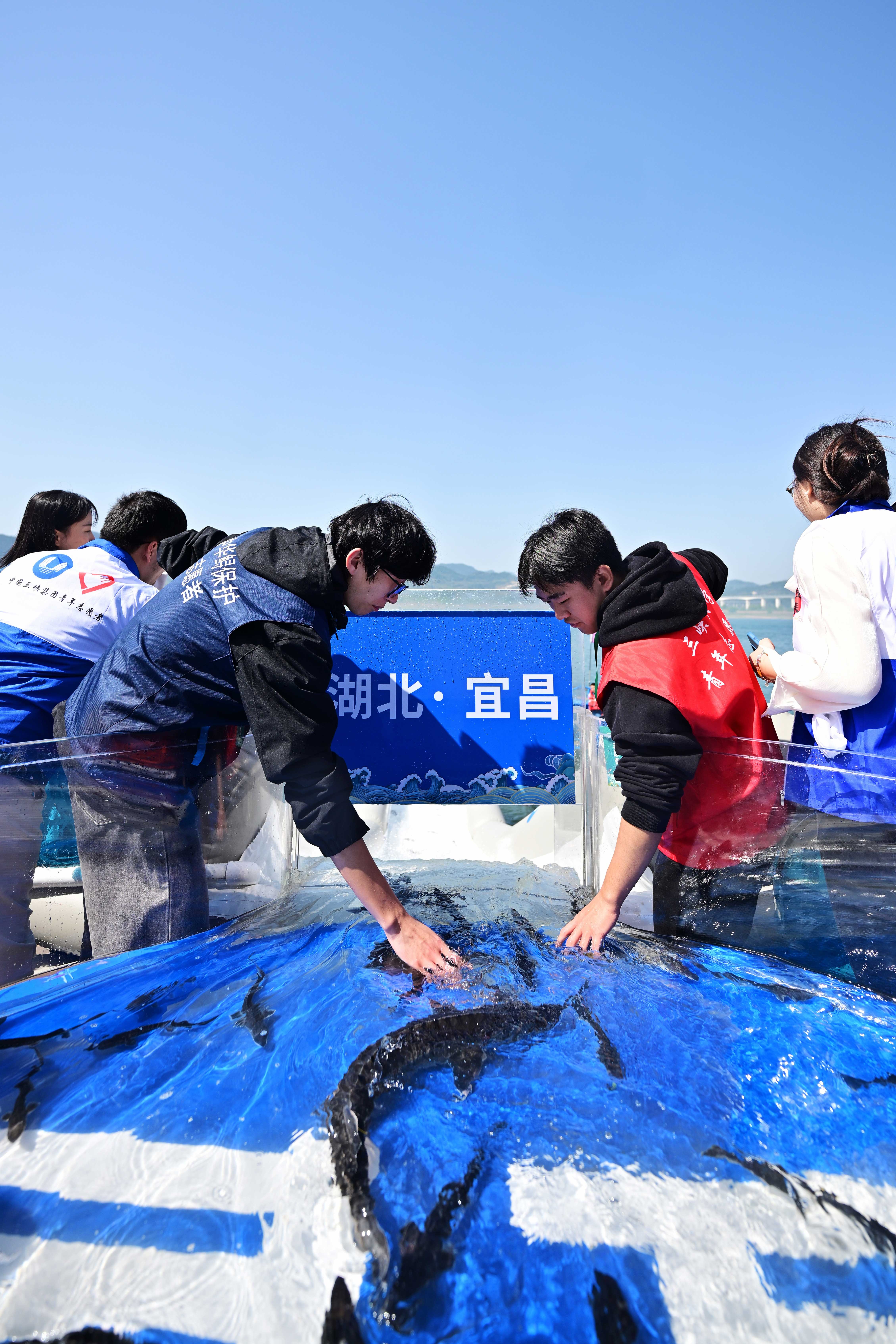20余万尾子二代中华鲟放归长江