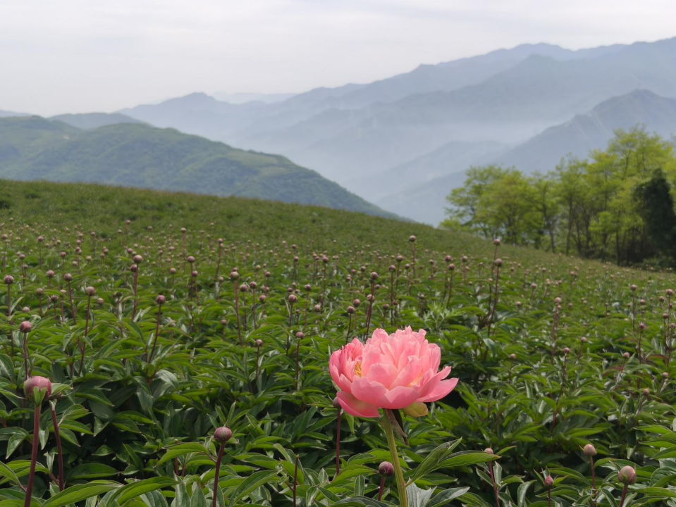 试种成功！茂县唱斗村400亩芍药迎来丰收 “花经济”铺就村民“花样”致富路