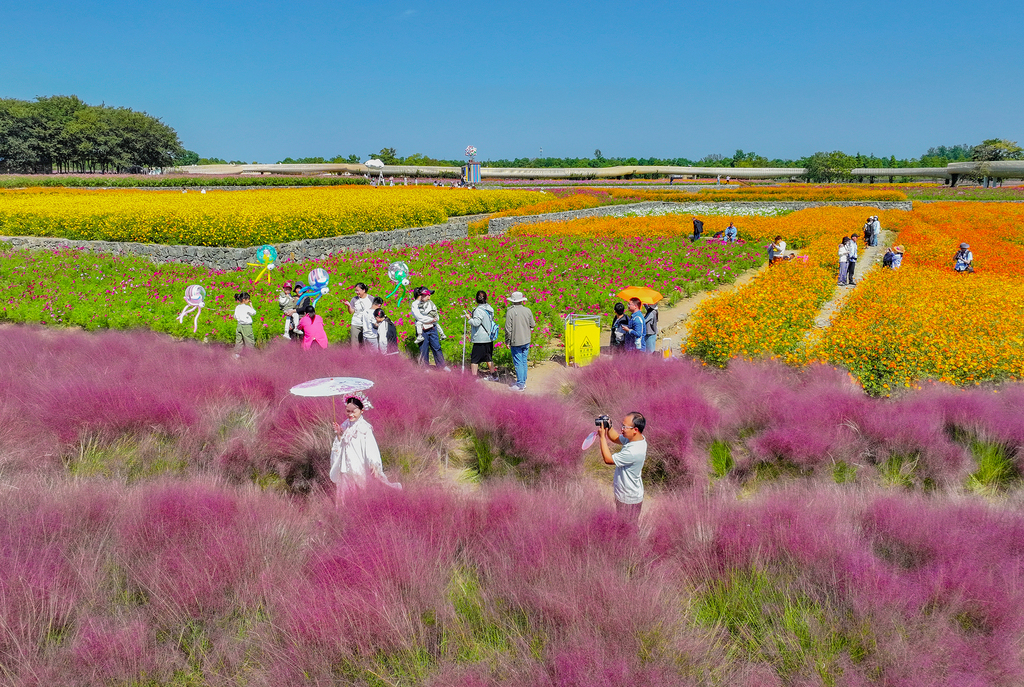 江苏宿迁：衲田花海五彩缤纷