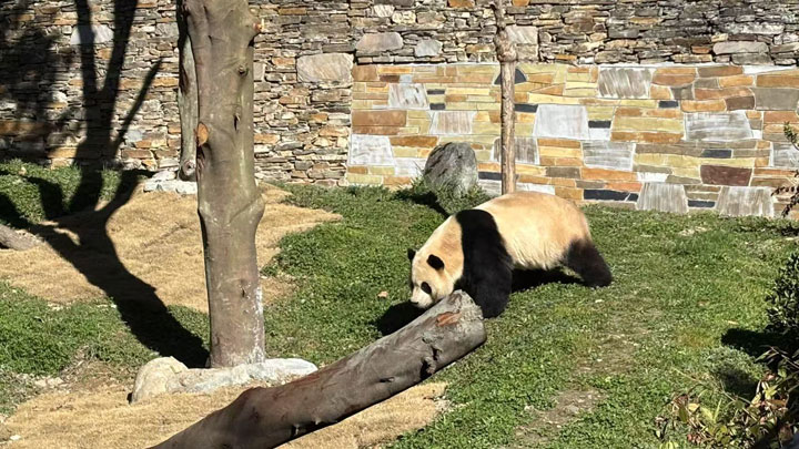 静养百天！大熊猫“福宝”今日与公众再度见面