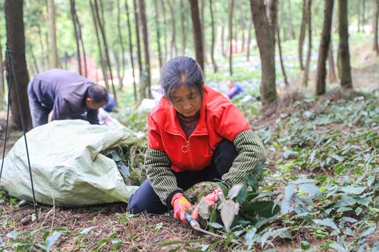 广元昭化：闲置山林变“聚宝盆”  林下药材铺就致富路