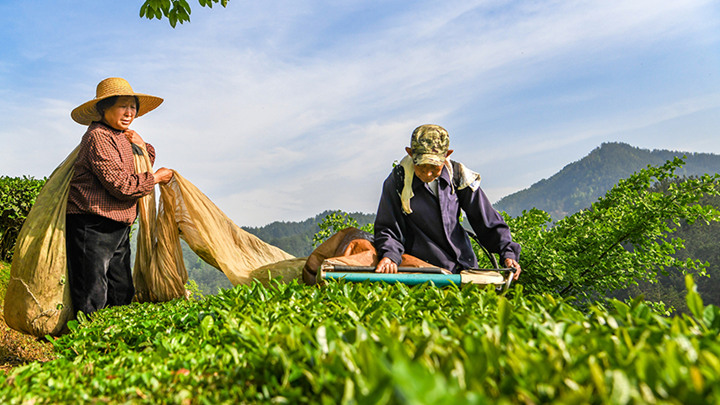 湖北英山：机采春茶