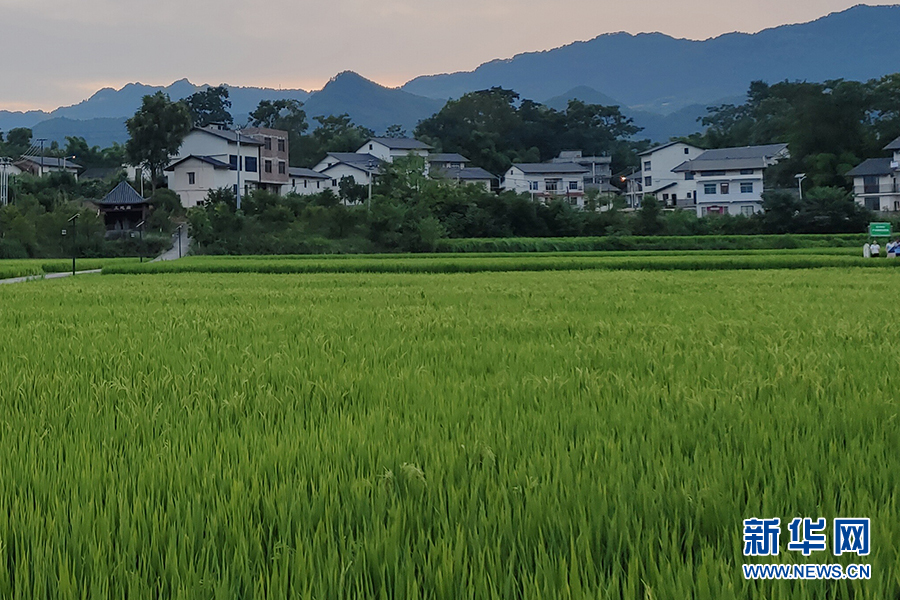 什么的田野风光图片