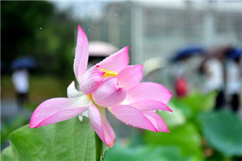 500余种莲花竞相绽放 宛若水彩画