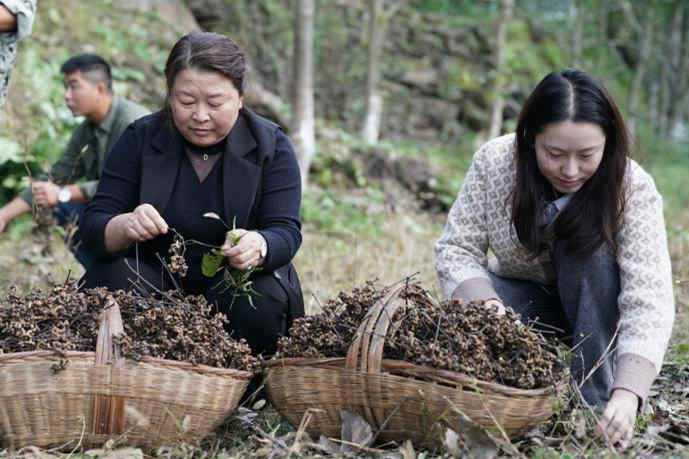 拐枣之乡迎来收获季