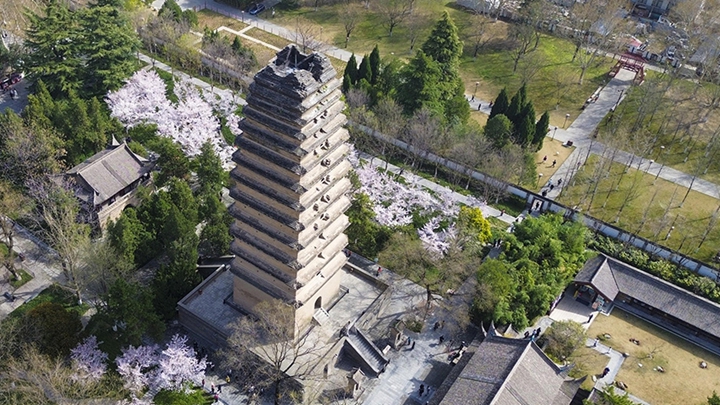陕西西安：小雁塔景区樱花烂漫