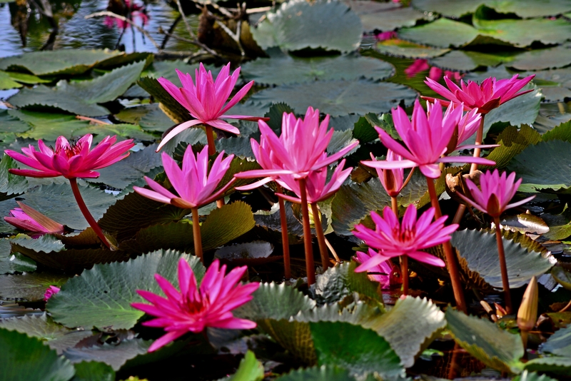 海南三亚：冬季莲花令人赏心悦目