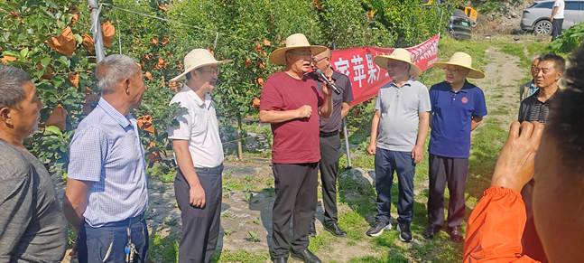 顶烈日踏遍茂县六镇果园 专家田间“问诊”护航茂汶苹果稳产增收