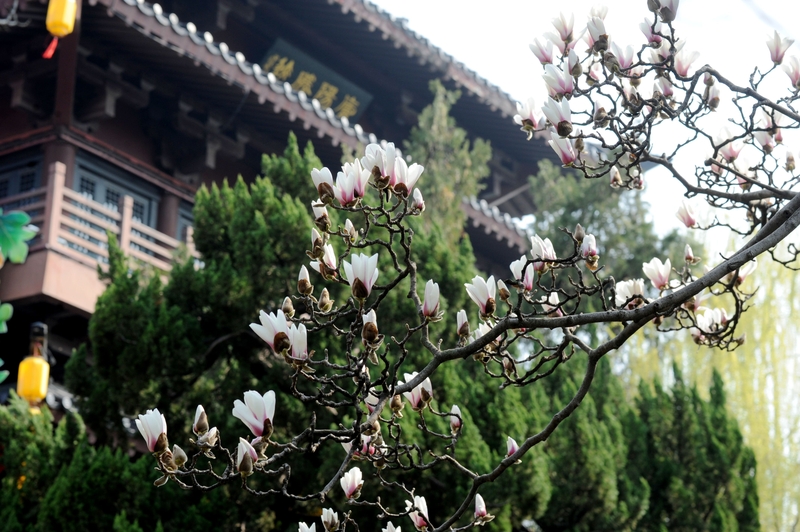 安徽合肥：玉兰花开春意浓