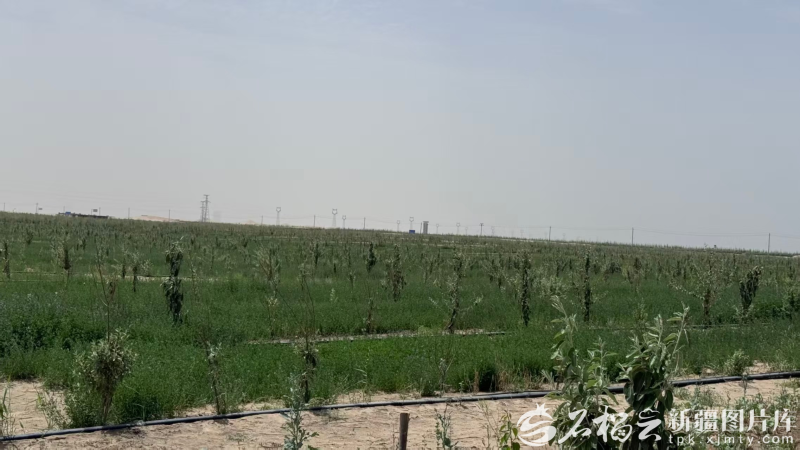 高质量发展中国行丨沙海里建起“植物试验场”