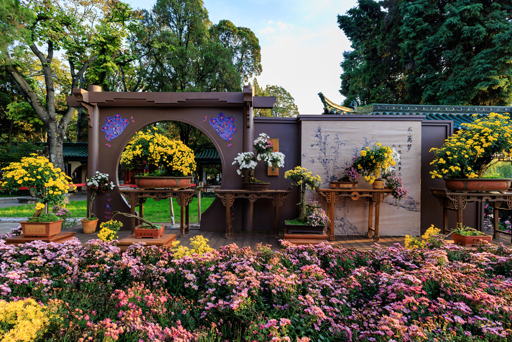 昆明大观楼菊花绽放