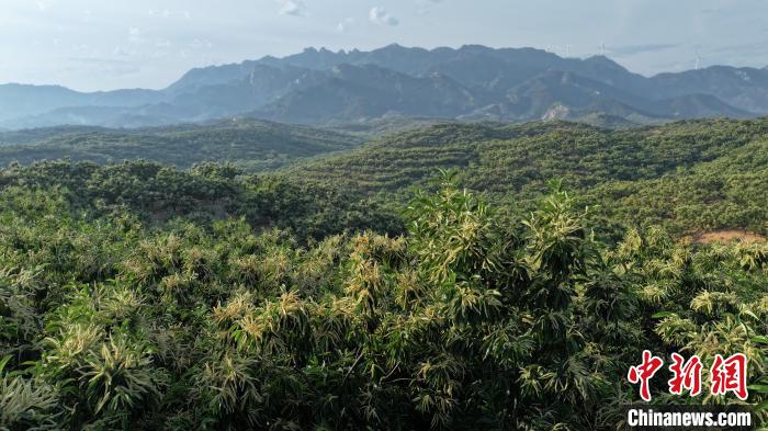 (无人机照片)沈猛 摄6月12日,河北省秦皇岛市青龙满族自治县漫山遍野