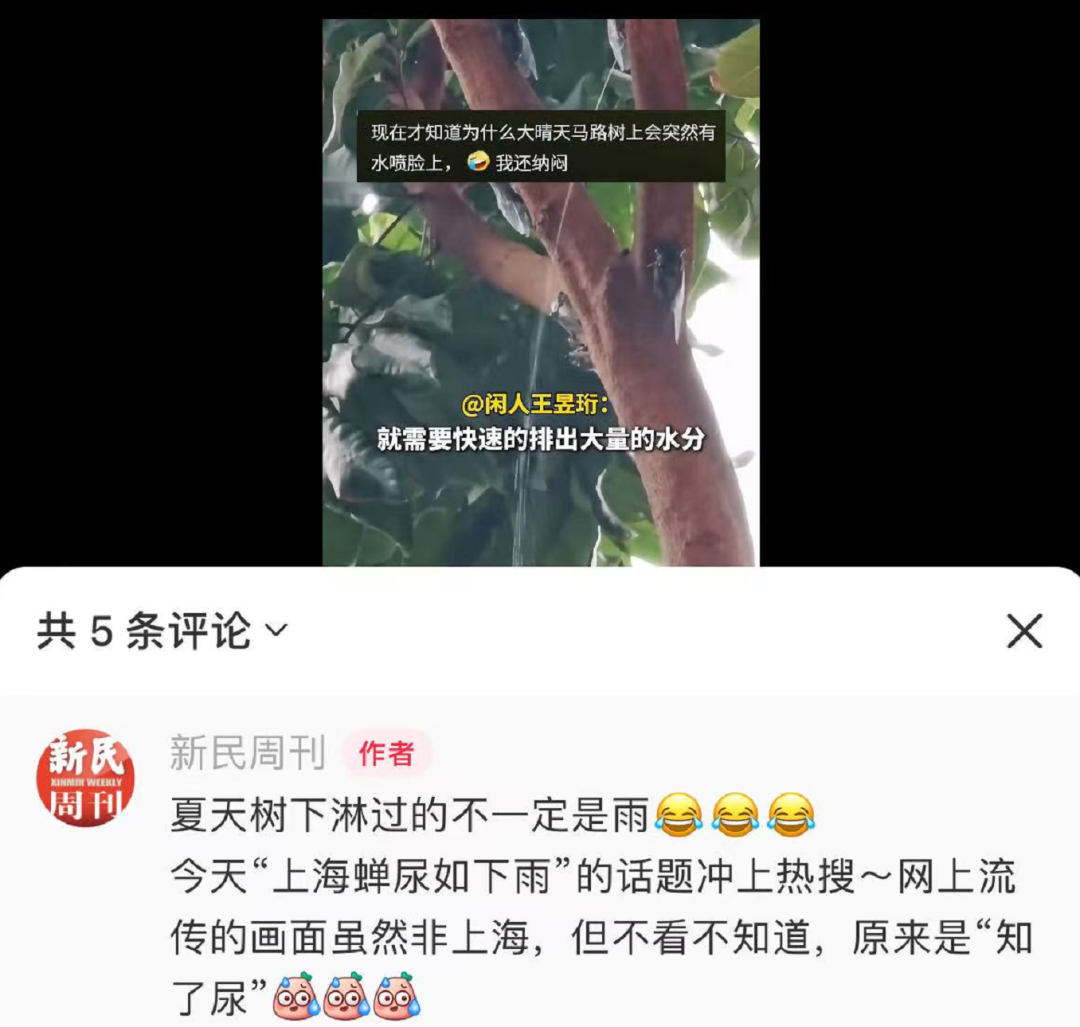 上海市民遭遇困扰：树上滴水，舔了才知道是尿！这物种今年明显增多？专家分析插图1