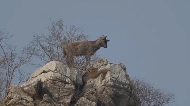 ✅体育直播🏆世界杯直播🏀NBA直播⚽国家二级保护动物中华斑羚“奔现”房山