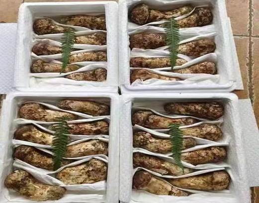 四川乡城：藏乡有机香飘四海 高原特产加速出海