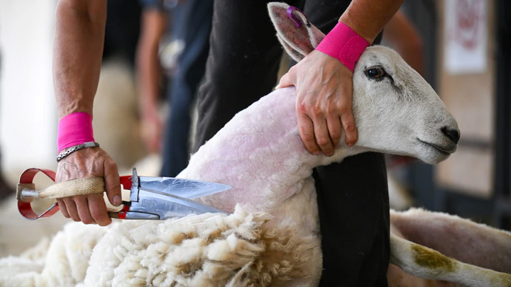 英媒：专业工人少，英国人“薅羊毛”难