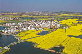 芜湖峨桥：不入“花田” 怎知春色如许