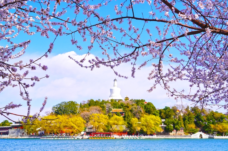 北海公园桃花映白塔，绘就春日画卷