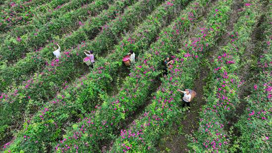 四川仁寿千亩玫瑰缀乡野 “美丽花朵” 变“致富宝贝”