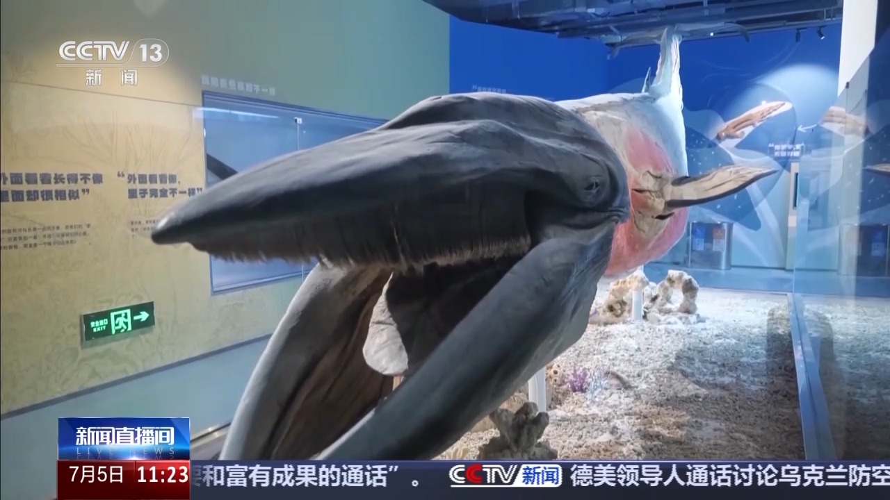 暑期博物馆四大推荐：恐龙蛋、角岛鲸、兵法简、深空展插图5