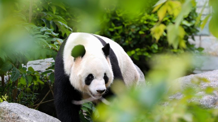 探访旅澳大熊猫“星秋”“怡兰”