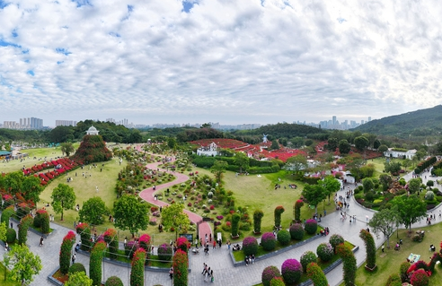 广西南宁：初冬赏花正当时