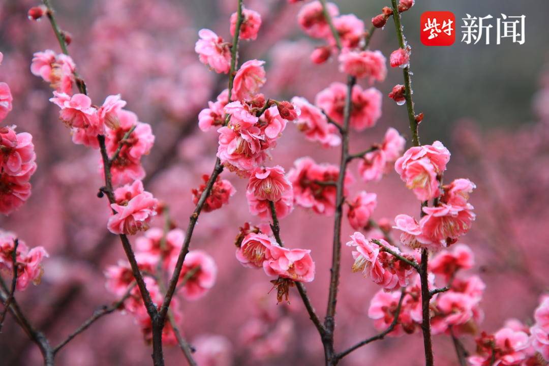 梅花的花期图片