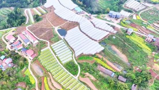 达州果园春管忙：农技送暖到地头 硕果可期促增收