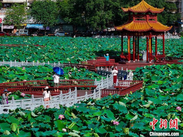 广西梧州：盛夏荷香引客来插图2