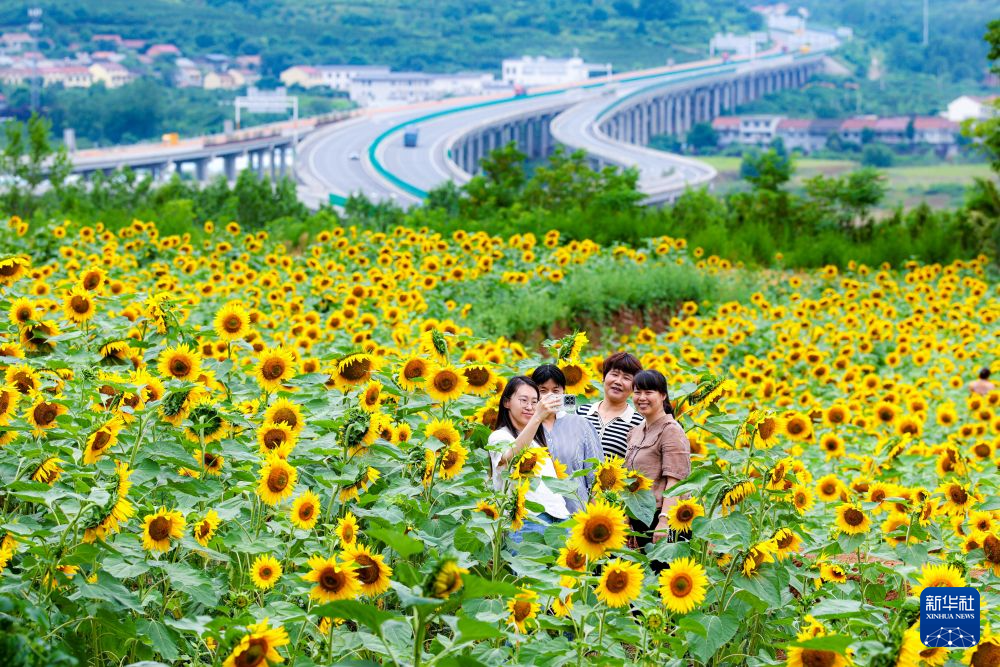 花海扮靓秦岭乡村