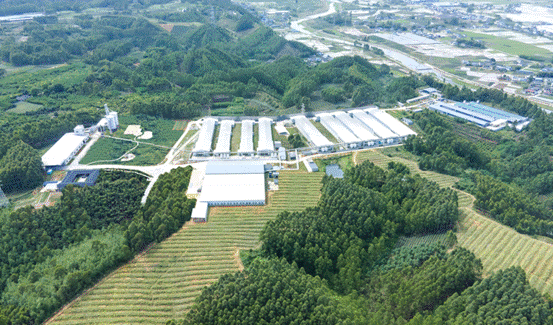 年产25亿枚鸡蛋 四川乐山本土企业向世界级生态食品企业迈进