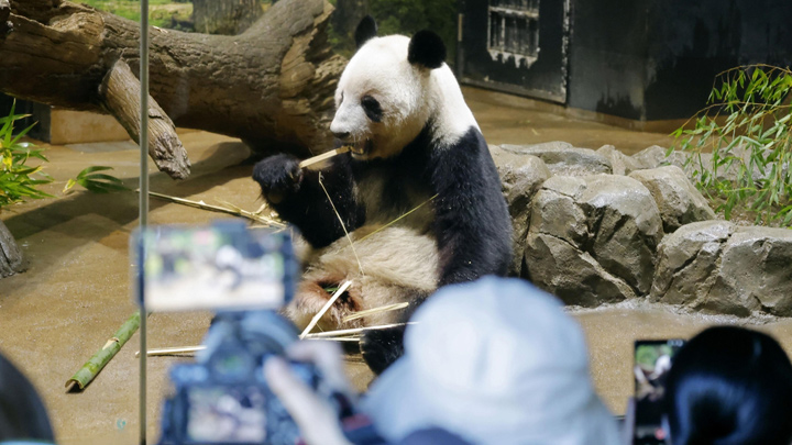 旅日大熊猫即将回国 日本民众不舍送别