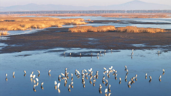 中国最北省份多地迎来候鸟“春归”高峰